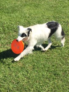 Dog with Frisby